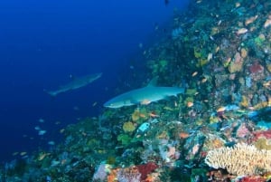 Bali : Plongée sous-marine au lagon bleu de Padangbai