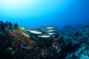 Bali: Padangbai Blue Lagoon Scuba Diving