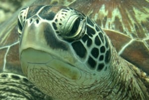 Bali: 2 immersioni esplorative a Padangbai