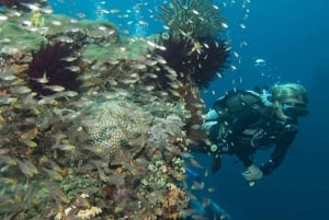 Bali: 2 immersioni esplorative a Padangbai