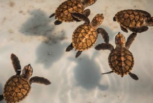 Bali: Paragliding ved Timbis Beach og pakker med vandsport
