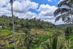 Bali: Pecampuhan Sala, Gunung Kawi & Coffee Tour