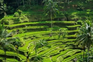 Bali: Penglipuran Village, Tirta Empul & Ubud All Incusive