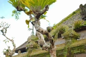 バリ島：宿泊施設で南バリのリラックスマッサージをお楽しみください