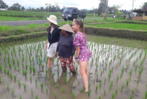 Bali : visite à vélo du village de Petang avec déjeuner