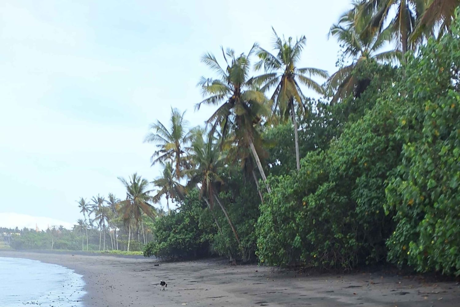 Bali: Pink Buffalo Adventure with Culinary Experience