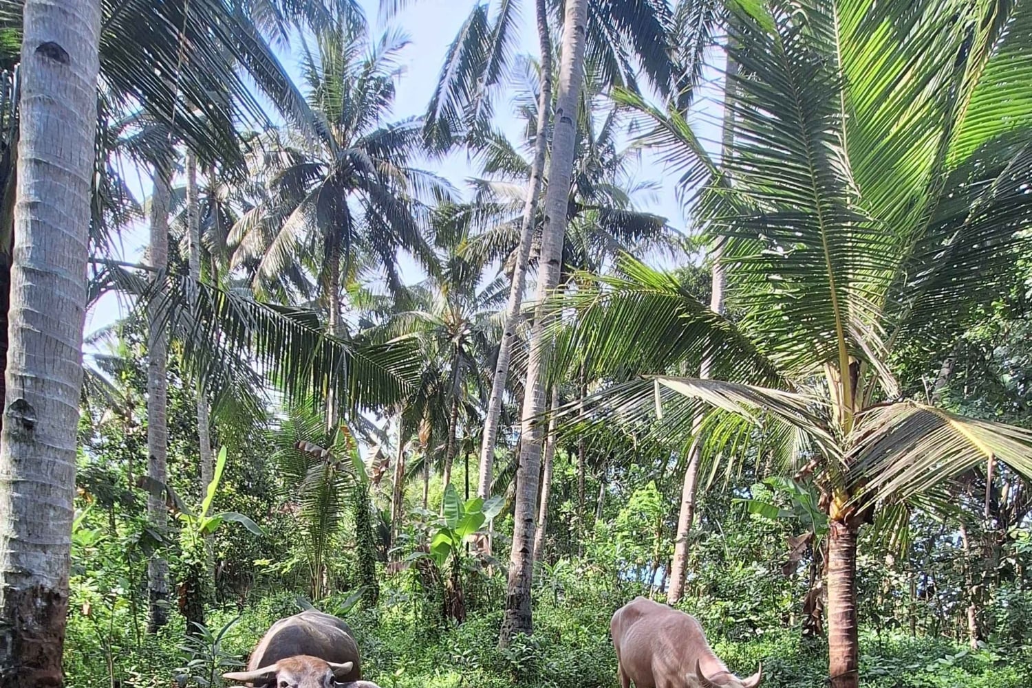 Bali: Pink Buffalo Adventure with Culinary Experience