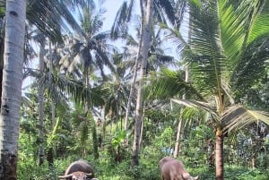 Bali: Pink Buffalo Adventure with Culinary Experience