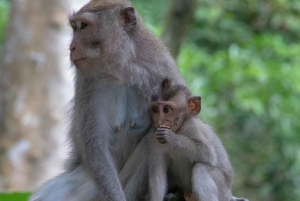 Bali: Private Customized Tours Highlights Pick Up Inclusive