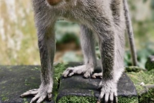 Бали: частный тур: качели в джунглях, водопад и рисовые поля