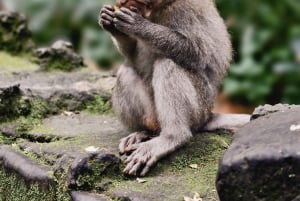 Бали: частный тур: качели в джунглях, водопад и рисовые поля