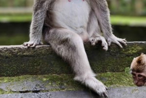 Бали: частный тур: качели в джунглях, водопад и рисовые поля