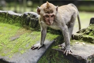 Bali: privétour met jungleschommel, waterval en rijstveld