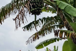 Bali: privétour met jungleschommel, waterval en rijstveld