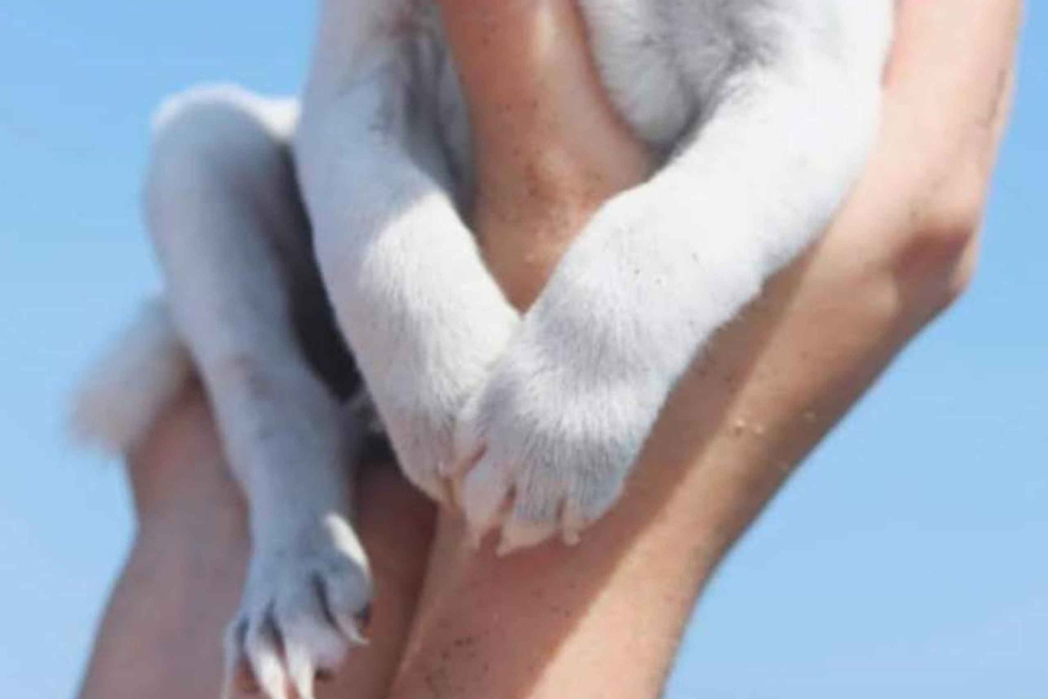 Bali: Yksityinen koiranpentuterapiaelämyksesi huvilassasi