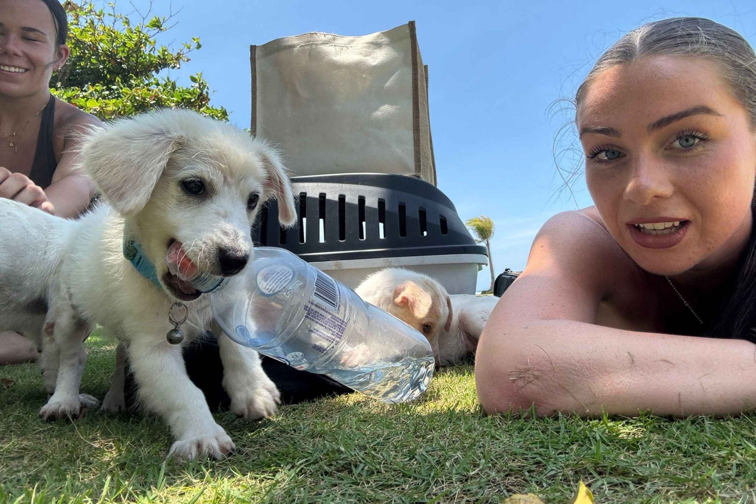 Bali: Yksityinen koiranpentuterapiaelämyksesi huvilassasi