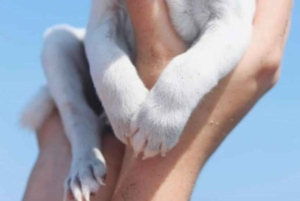 Bali: Yksityinen koiranpentuterapiaelämyksesi huvilassasi