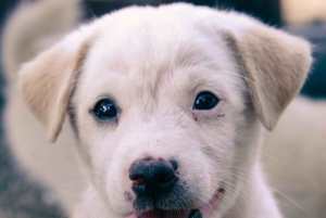 Bali: Yksityinen koiranpentuterapiaelämyksesi huvilassasi