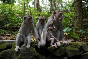 Bali: Passeio Privado na Floresta dos Macacos de Sangeh, Templo e Cachoeira