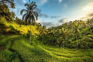 Bali: Privat tur till Sangeh Monkey Forest, tempel och vattenfall