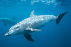 バリ島：セルカン・バワン港からのプライベート寄港地ツアーをご利用ください