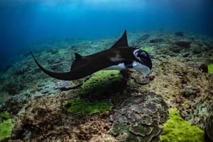Bali: Prywatny snorkeling w Manta Point na Nusa Penida