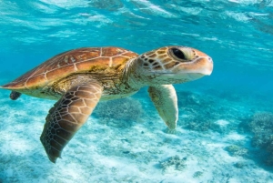 Bali: Prywatny snorkeling w Manta Point na Nusa Penida