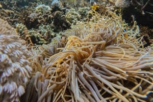 Bali: Prywatny snorkeling w Manta Point na Nusa Penida
