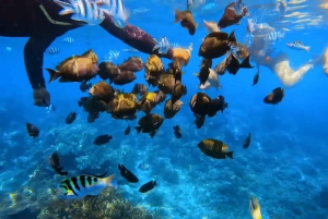 Bali: Private Snorkeling To Blue Lagoon And Tanjung Jepun