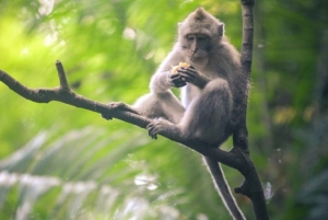 Bali: Private Ubud Highlights Tour mit individueller Tour