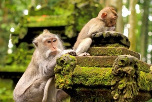 Bali: Private Ubud Highlights Tour mit individueller Tour
