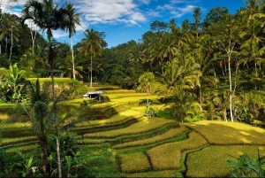 Bali: Private Ubud Highlights Tour mit individueller Tour