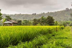 Bali: Yksityinen päiväkierros vesiputouksille ja riisiterasseille