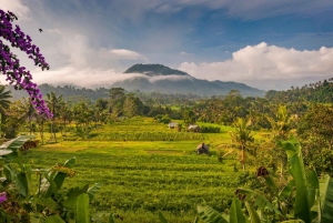 Bali: Yksityinen päiväkierros vesiputouksille ja riisiterasseille