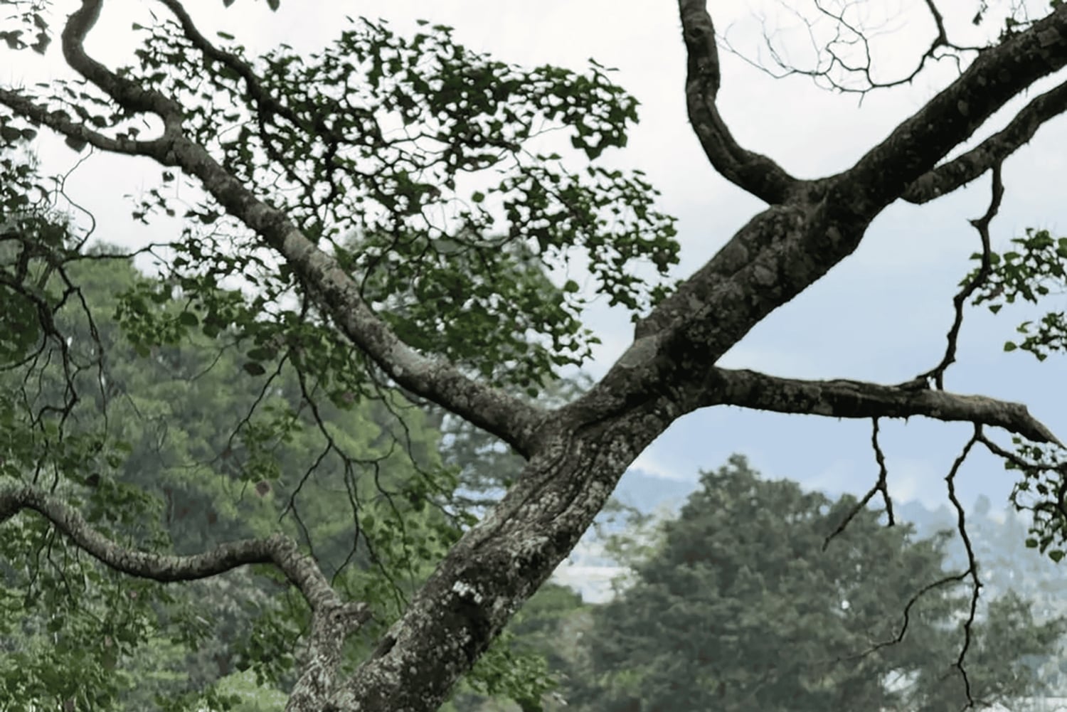 Bali: Private Waterfalls Tour with Lunch & Hotel Pickup