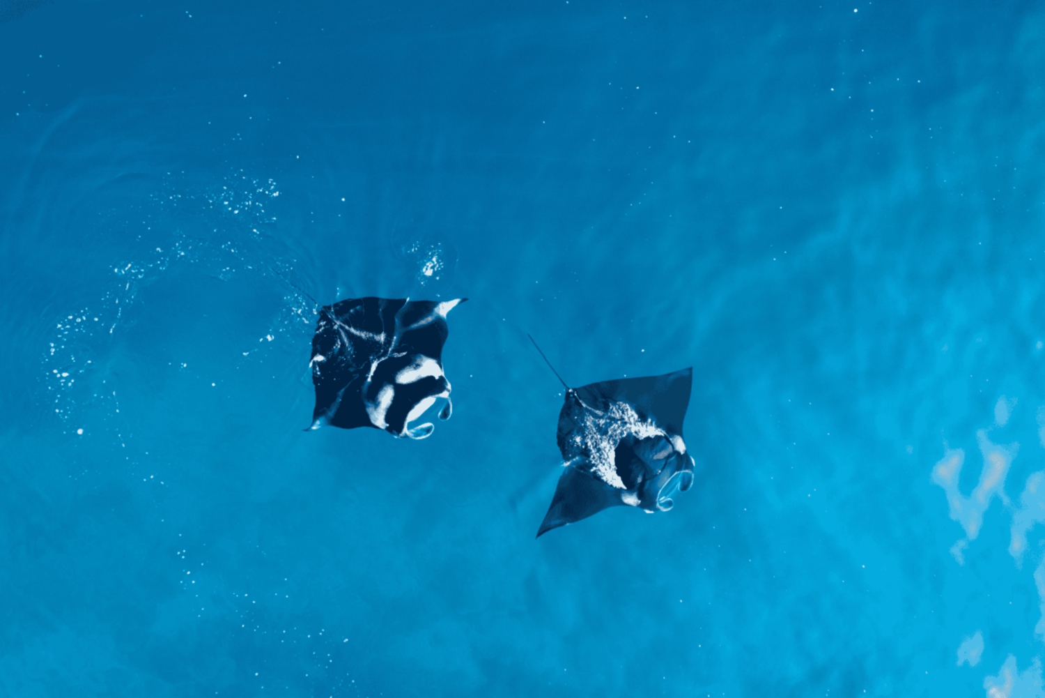 بالي: غطس باليخت الخاص في مانتا بوينت وموقعين بينيدا