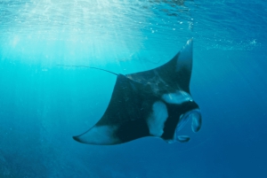 بالي: غطس باليخت الخاص في مانتا بوينت وموقعين بينيدا