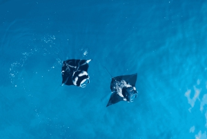 بالي: غطس باليخت الخاص في مانتا بوينت وموقعين بينيدا