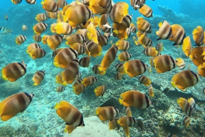 بالي: غطس باليخت الخاص في مانتا بوينت وموقعين بينيدا