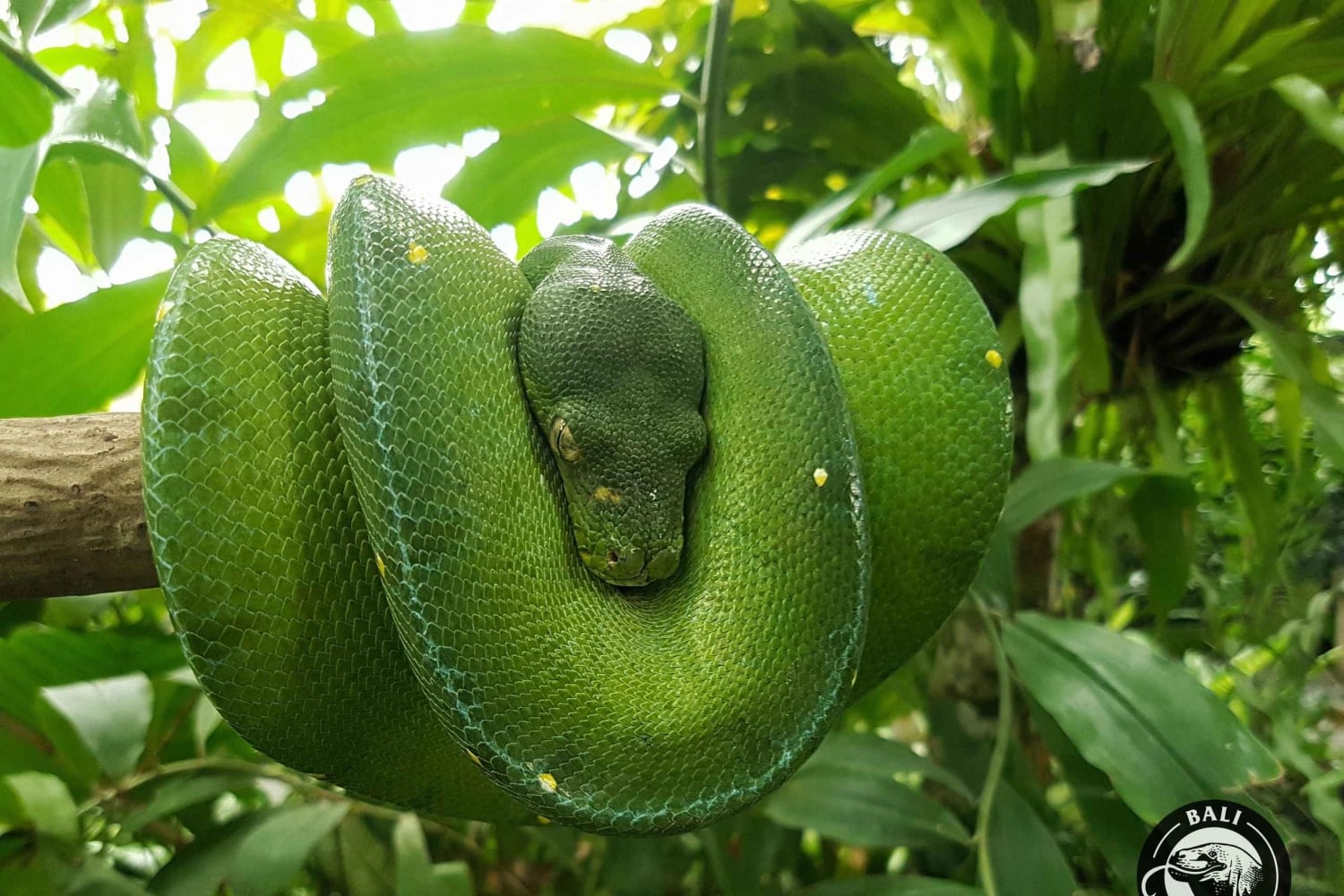 Bali Reptile Park 1-Day Admission Ticket