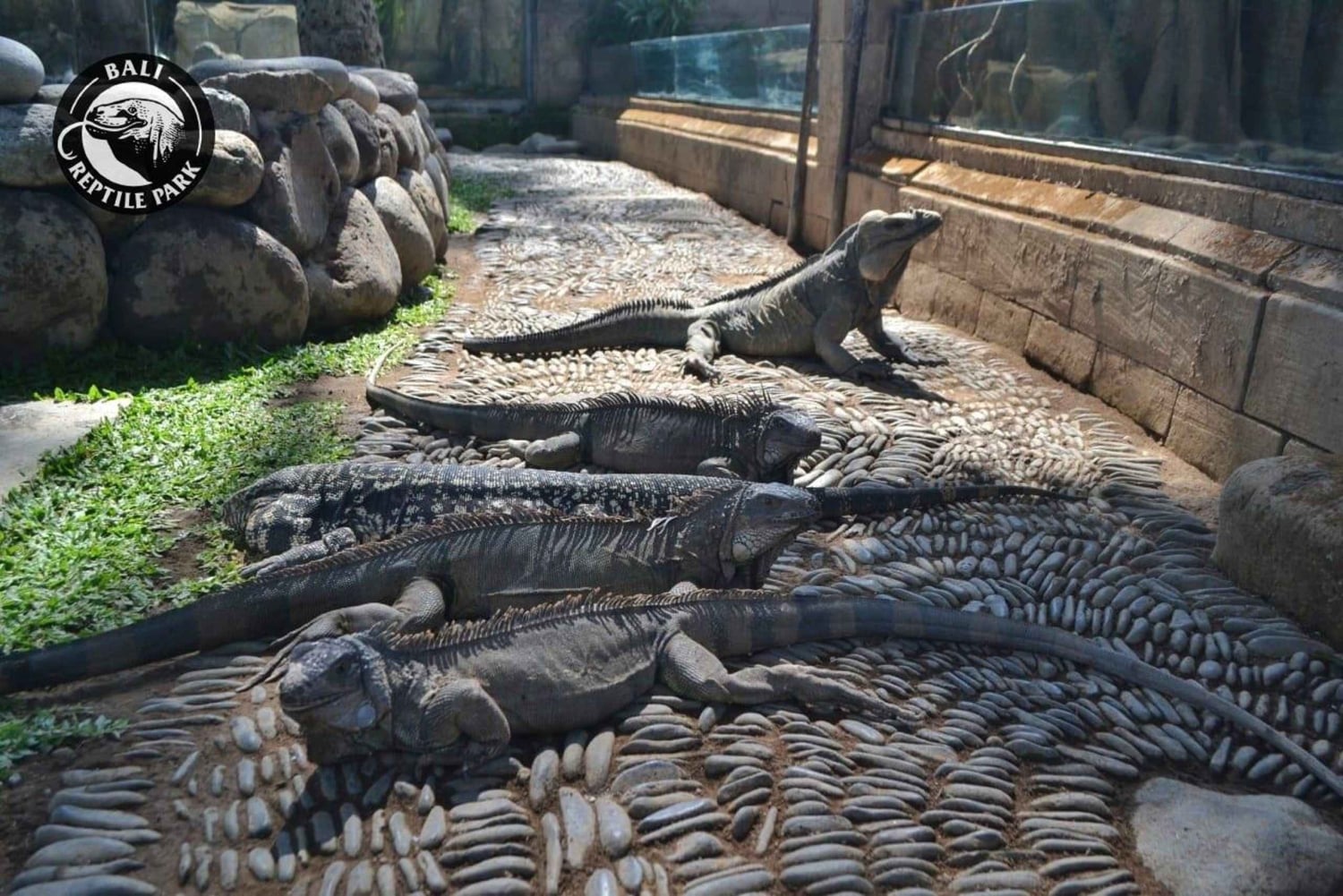 Bali Reptile Park 1-Day Admission Ticket