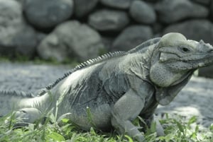 Bali Reptile Park 1-dniowy bilet wstępu