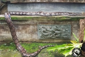 Bali Reptile Park 1-dniowy bilet wstępu