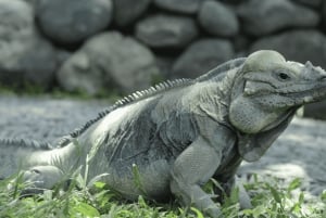 Bali Reptile Park 1-Day Admission Ticket