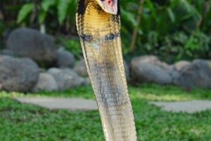 Bali Reptile Park 1-Day Admission Ticket