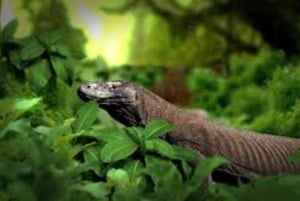 Bali Reptile Park 1-Day Admission Ticket