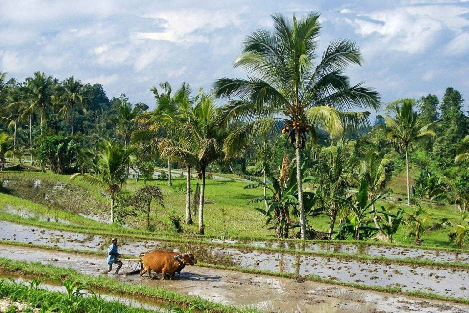 Bali: senderismo por arrozales y tubing en la jungla