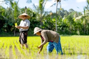 Bali: senderismo por arrozales y tubing en la jungla
