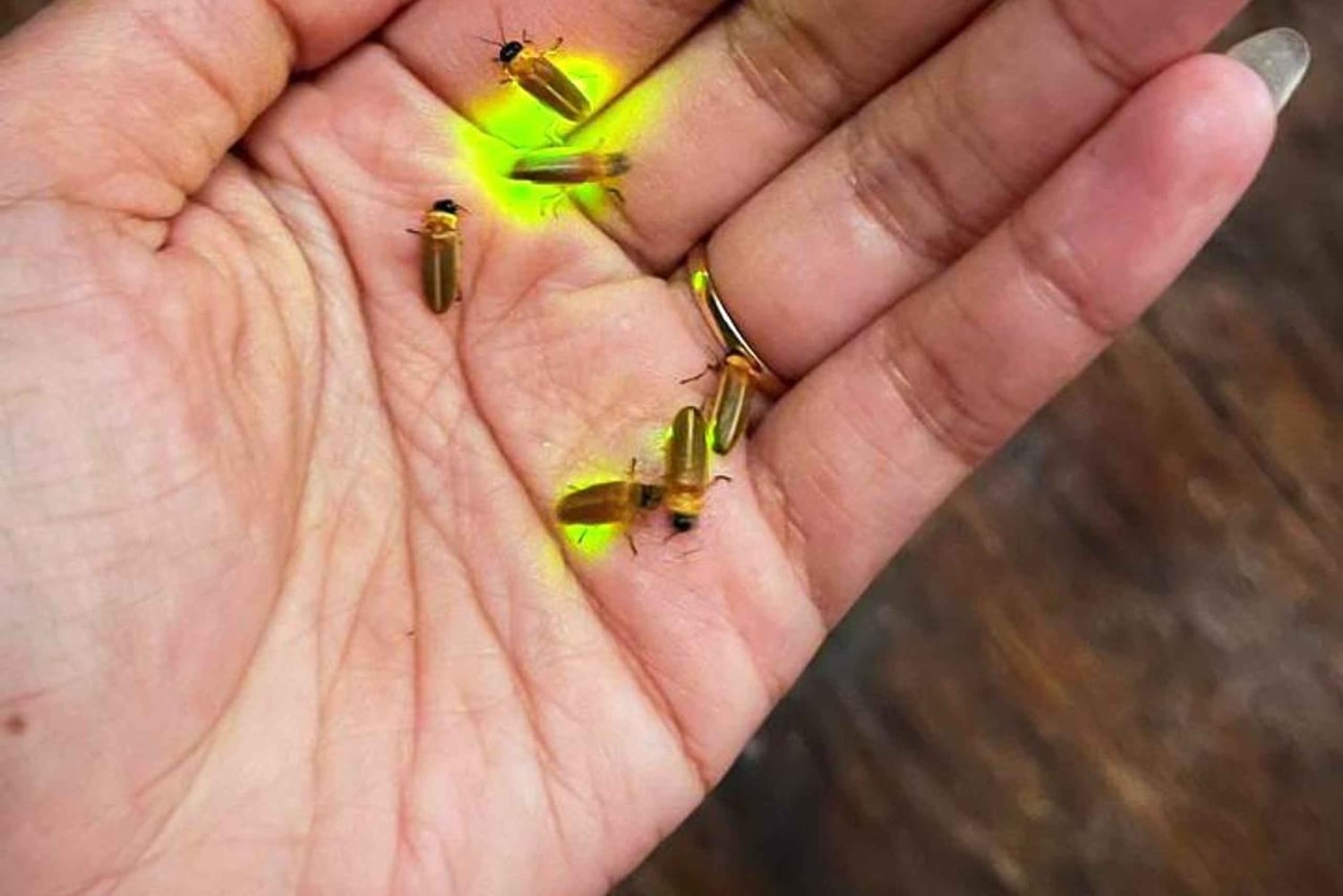 Bali: rijstterrassen, koffieproeverij en diner bij vuurvliegjes