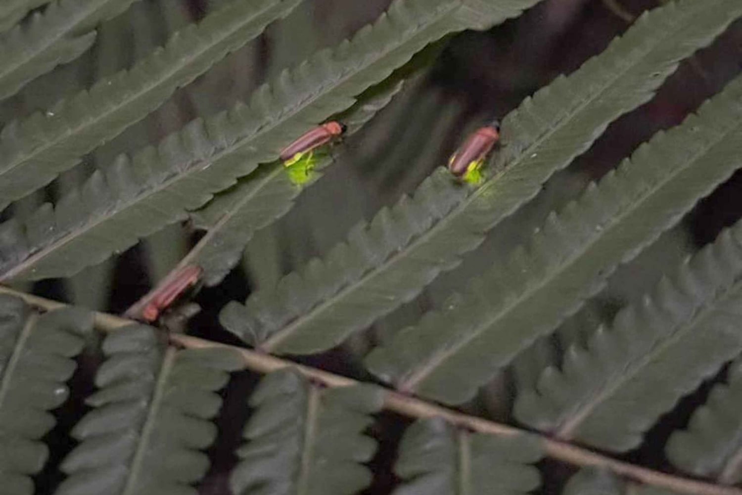Bali: rijstterrassen, koffieproeverij en diner bij vuurvliegjes